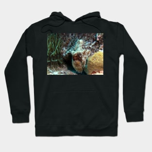 Caribbean Reef Octopus in Coral Reef home Hoodie